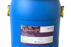 Bacillus Pumilus, men vi sinh đường ruột, giúp tôm cá tiêu hóa tốt thức ăn