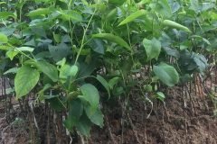 Địa chỉ cung cấp cây giống lê nâu