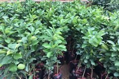 Địa chỉ cung cấp cây giống bưởi da xanh