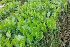 Cây giống mít thái