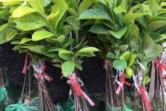 CÂY GIỐNG HỒNG ĐỎ