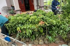 NƠI CUNG CẤP GIỐNG CÂY VẢI THIỀU CHIẾT