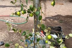 Cây giống táo đại mật