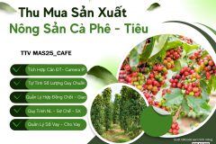 Phần mềm thu mua cà phê – tiêu