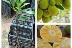 Cây giống mít tứ quý