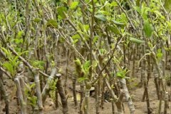 Cây giống táo đào vàng