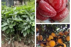 Cung cấp cây giống bưởi tân lạc