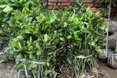 NƠI CUNG CẤP GIỐNG CÂY QUẤT CHUA