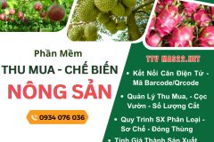 Giải pháp quản lý thu mua, sơ chế gia công nông sản xuất khẩu