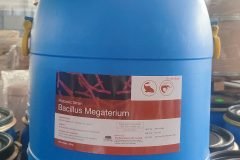 BACILLUS MEGATERIUM - CHẤT KHÁNG SINH TỰ NHIÊN TRONG THUỶ SẢN