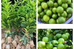 Cây giống chanh tứ quý