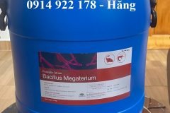 Men vi sinh Bacillus Megaterium, giúp vật nuôi tăng trưởng nhanh