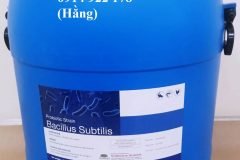 Bacillus Subtilis, men vi sinh đường ruột, bổ sung vào thức ăn vật nuôi