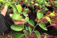 Cây giống táo thái