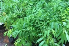 Địa chỉ cung cấp cây giống cóc thái
