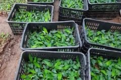 Cây giống chuối già nam mỹ
