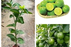 CHẬU LY CAO THƠM SORBONE