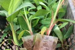 Cây giống chuối đỏ