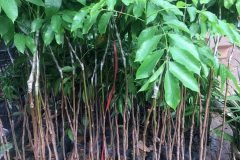 CÂY GIỐNG TRÁM TRẮNG