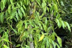 Cây giống cóc thái