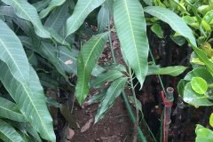 Cây giống xoài thái