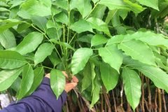 CÂY GIỐNG TRÁM ĐEN