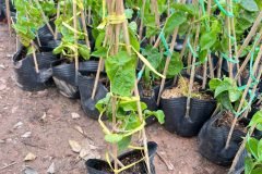 Cây giống hoa thiên lý