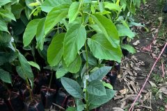 Cung cấp cây giống bơ 034