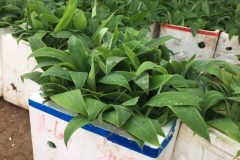 CÂY GIỐNG CHUỐI TÂY THÁI LÙN