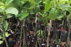 NƠI CUNG CẤP GIỐNG CÂY XOÀI ÚC