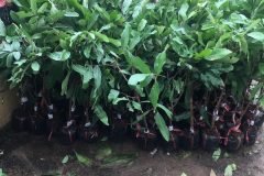 NƠI CUNG CẤP GIỐNG CÂY NHÃN IDO