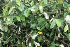 CÂY GIỐNG NHÓT NGỌT