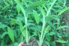 CÂY GIỐNG CHUỐI TÂY THÁI