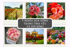 Ý nghĩa hoa hồng trong tình yêu và đời sống?
