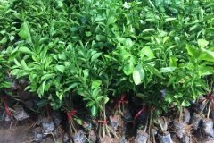 CÂY GIỐNG CAM XOÀN