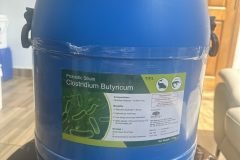 Clostridium Butyricum, men vi sinh bổ sung hệ vi sinh vật đường ruột cho vật nuô