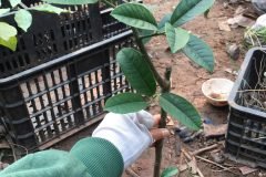 CÂY GIỐNG PHẬT THỦ