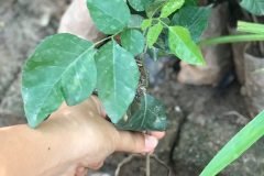 NƠI CUNG CẤP GIỐNG CÂY QUẤT HỒNG BÌ