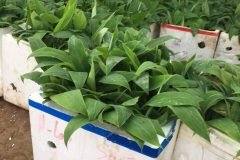 CÂY GIỐNG CHUỐI TÂY THÁI LÙN