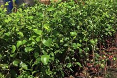 NƠI CUNG CẤP GIỐNG CÂY TÁO THÁI