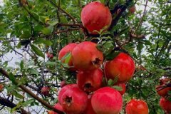 Cây giống lựu đỏ ấn độ
