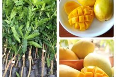CÂY GIỐNG XOÀI CÁT HÒA LỘC