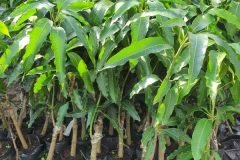 NƠI CUNG CẤP GIỐNG CÂY XOÀI TỨ QUÝ