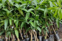 Cây giống xoài tím