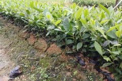 CÂY GIỐNG TRÀ XANH