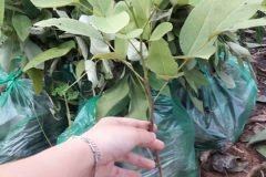 CÂY GIỐNG MUỒNG HOÀNG YẾN