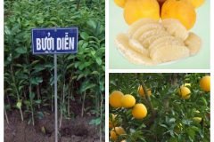 Cung cấp cây giống bưởi diễn