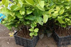 GIỐNG CÂY CAM CARA RUỘT ĐỎ