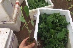 CÂY GIỐNG CHANH LEO NGỌT COLOMBIA