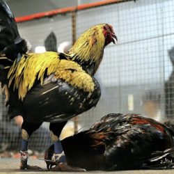 CÁ CƯỢC ĐÁ GÀ 3 KINH NGHIỆM CƯỢC GÀ GIÀNH CHẮC PHẦN THẮNG